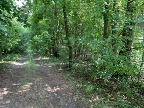 Działka budowlana na sprzedaż Albertów - w pobliżu lasu