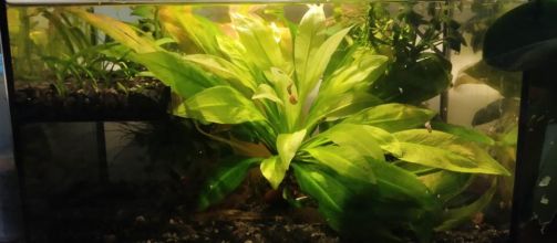 Rośliny akwariowe