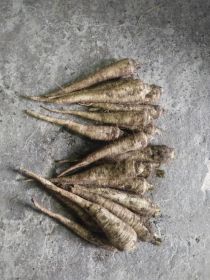 Pietruszka Handlowa Korzeniowa Arat