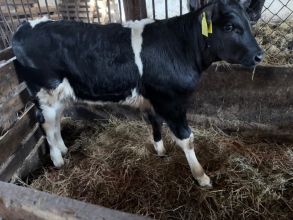 Byczek czarno biały