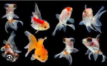 Rybki akwariowe welonki