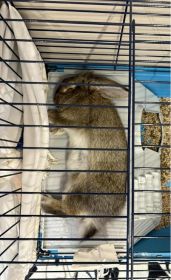 Królik baranek miniaturka