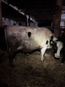 Sprzedam jałówkę wysokocielną.