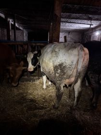 Sprzedam jałówkę wysokocielną.