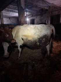 Sprzedam jałówkę wysokocielną.