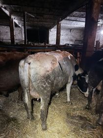 Sprzedam jałówkę wysokocielną.