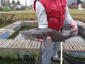 żywe ryby, karp, jesiotr, szczupak.