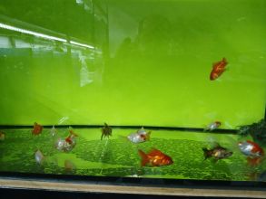 Rybki akwariowe