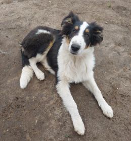 Owczarek szkocki collie