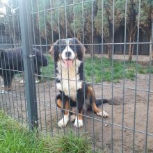 Berneński pies pasterski