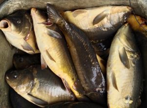 Karpie z prywatnego stawu