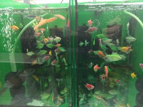 Rybki akwariowe