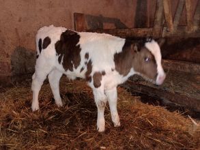 Sprzedam byczka 3 tygodniowy