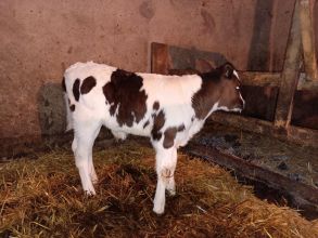 Sprzedam byczka 3 tygodniowy