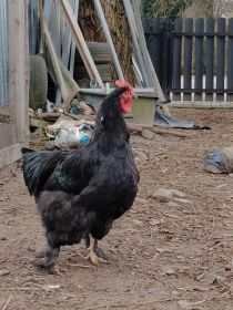 Sprzedam kochiny olbrzymie