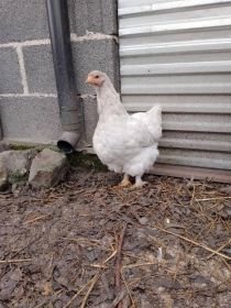 Sprzedam kochiny olbrzymie