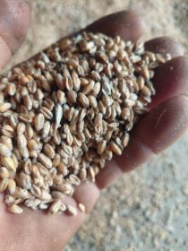 Sprzedam pszenice ozimą i jęczmień jary