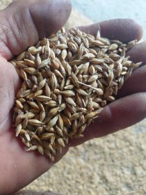 Sprzedam pszenice ozimą i jęczmień jary