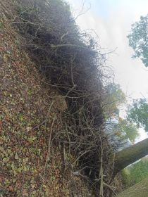 Oddam gałęzie za darmo