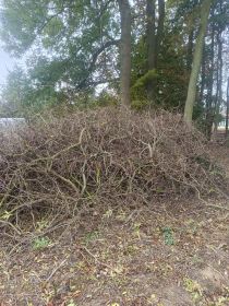 Oddam gałęzie za darmo