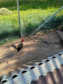 Bojowiec Nowoangielski