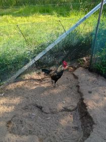 Bojowiec Nowoangielski