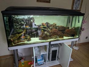 Malawi ryby i wyposażenie