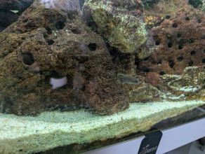 Malawi ryby i wyposażenie