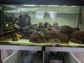 Malawi ryby i wyposażenie