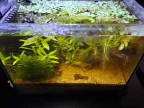 Krewetkarium 15L z życiem