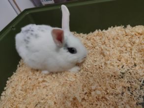 Oddam królika miniaturkę