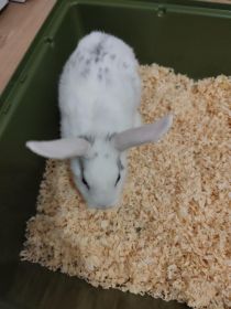 Oddam królika miniaturkę