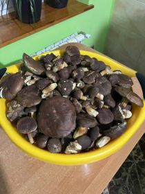 Sprzedam grzyby podgrzybki dziś zbierane