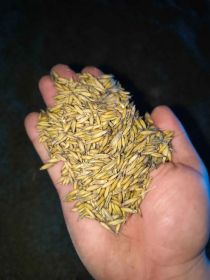 Owies (możliwość zworkowania) (2025)