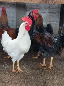 Koguty zagrodowe