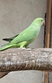 Sprzedam papugi
