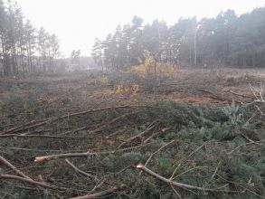 Gałęzie sosnowe na rębak