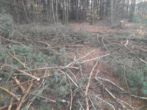 Gałęzie sosnowe na rębak