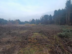 Gałęzie sosnowe na rębak