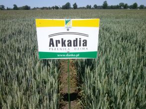 pszenica arkadia siana z kfalifikatu
