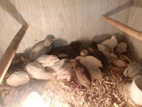 Przepiórki chińskie