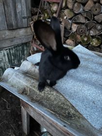 Sprzedam samicę olbrzyma belgijskiego czarna