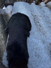 Sprzedam samicę olbrzyma belgijskiego czarna