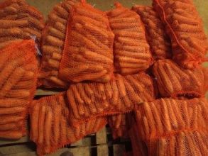 Marchew jadalna oraz dla zwierząt