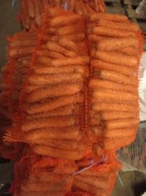 Marchew jadalna oraz dla zwierząt