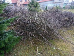 Gałęzie z drzew owocowych