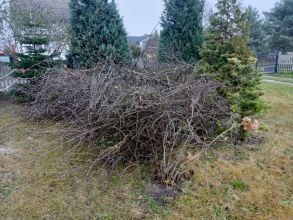 Gałęzie z drzew owocowych