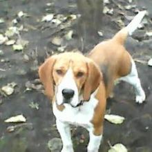 Beagle Piesek