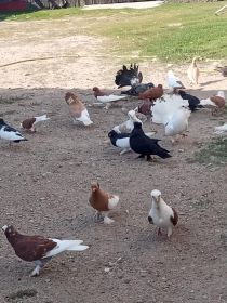 Sprzedam gołębie ozdobne