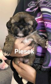 Piesek lhasa apso